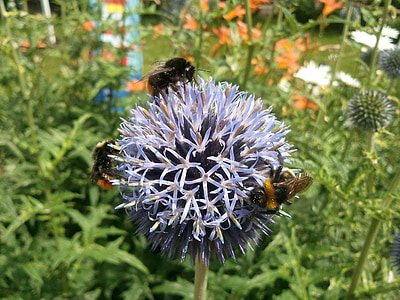 lebah, Thistle, bunga, liar, memacu, berduri, ungu