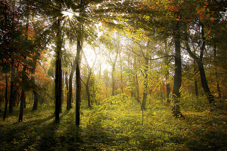 Raios, floresta, Outono, paisagem, natureza, sol, madeira