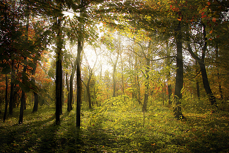 promienie, lasu, jesień, krajobraz, Natura, Słońce, drewno