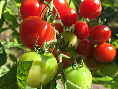 tomatid, punane, roheline, Bush, taimetoitlane, köögiviljad, Frisch