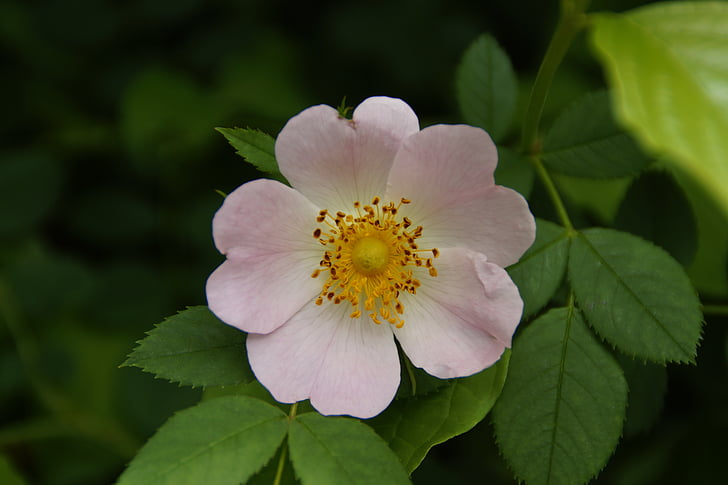 Roser silvestre, Rosa Mosqueta, tancar, flor, flor, arbust, flor