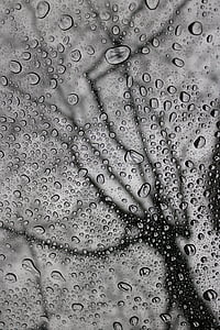 rain, drops, glass, tree, water, liquid, nature