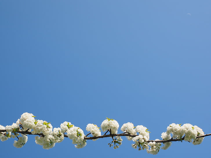 fleur de cerisier, blanc, cerise, printemps, Blossom, Bloom, fleur blanche