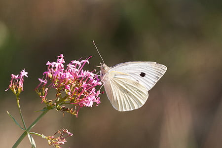 blanc, papallona, insecte, papallones, flor, flor, natura