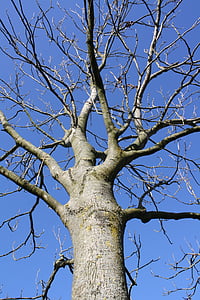 tree, oak, nature, blue, sky, season, sunny
