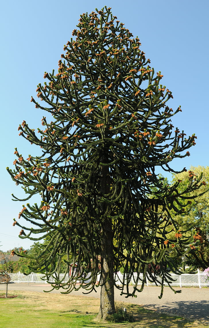 Araucaria araucana, Affe Puzzle Baum, Affe-Tail-Baum, chilenische Kiefer, Baum, Botanik, Flora