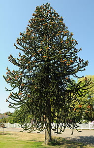 Araucaria araucana, árvore de quebra-cabeça de macaco, árvore de cauda de macaco, Pinheiro chileno, árvore, botânica, Flora