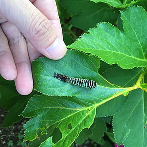 swallowtail ličinka, simasimaaomushi, p machaon Mitariti, levitvenim, listov, del človeškega telesa, zelena barva