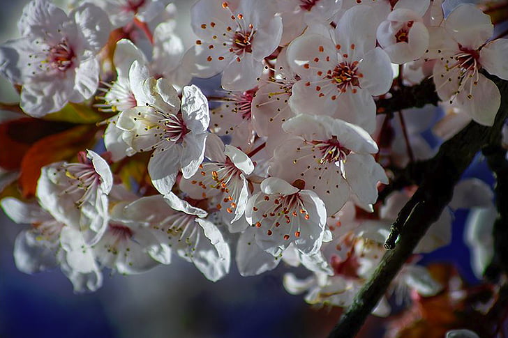 primavera, flors, cireres, blanc, arbre, natura, close-up