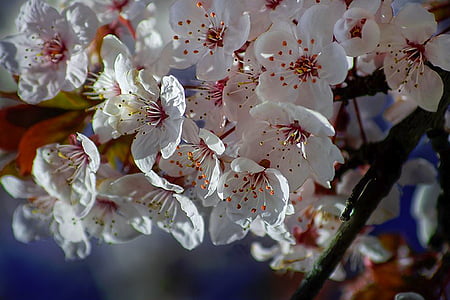 Pavasaris, ziedi, ķirši, balta, koks, daba, closeup