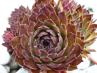 houseleek, sempervivum, Leaf-ροζέτα, καλλωπιστικό φυτό, Κήπος πέτρα, παχύ φύλλο θερμοκηπίου