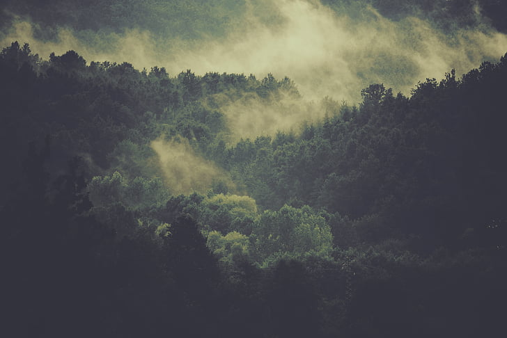 green, trees, daytine, forest, woods, fog, nature