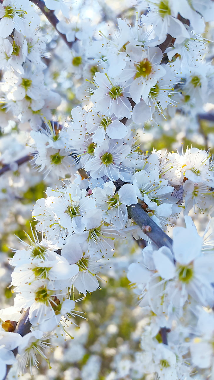 Třešňové květy, květiny, jaro, bílá, makro, třešeň, léto