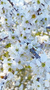 kirsikankukkia, kukat, kevään, valkoinen, makro, kirsikka, kesällä