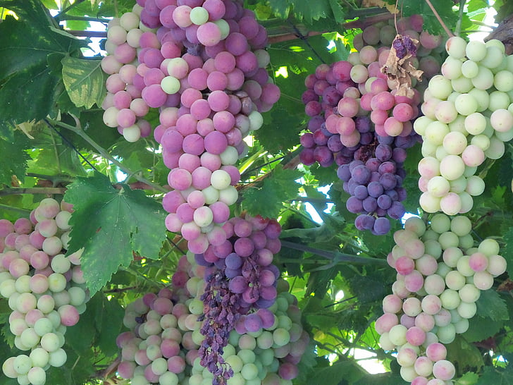 grapes, fruit, wine, sweet, ripe, vine, grapevines