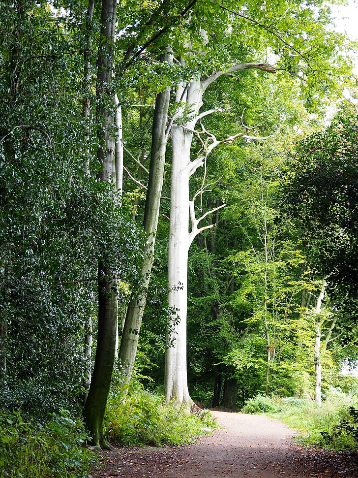 Príroda, stromy, lesná cesta