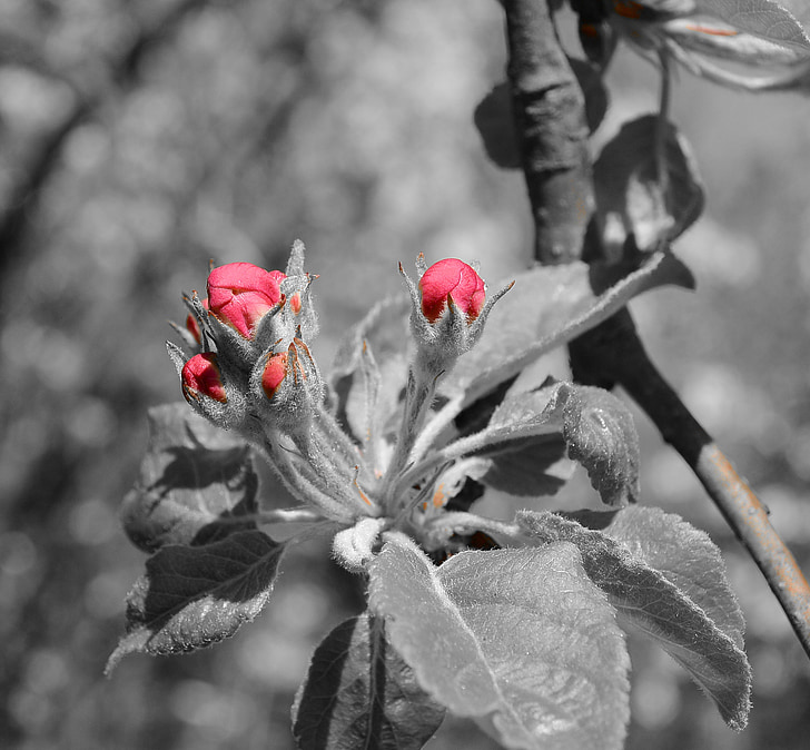 õis, Bloom, Bud, punane, kevadel, loodus, puu