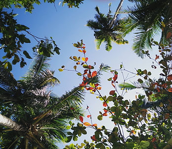 arbres, tropical, veure, cocos, flors, relaxar-se, gaudir
