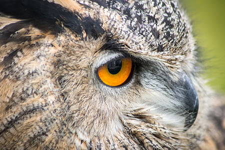Owl, con chim, đầu, mỏ, hoang dã, con mồi, mắt