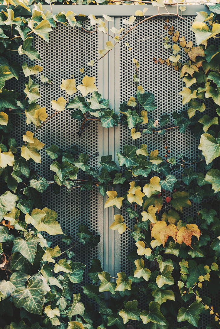 green, leaf, plant, nature, outdoor, vines, wall