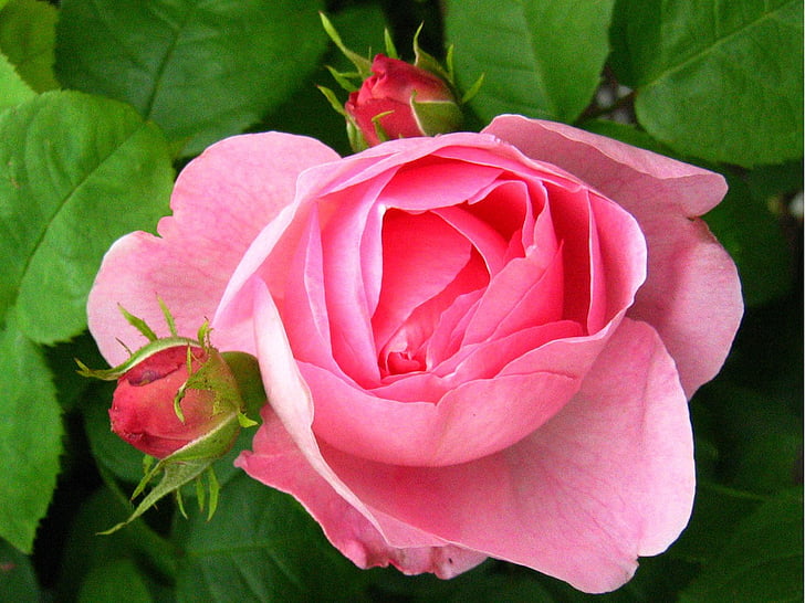 steg, rosa, knopper, Rosebuds, blomst, makro, kronblad