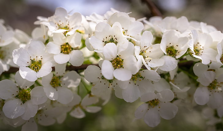 Mesiangervo puut, Mesiangervo kukka, kukat, kevään, valkoinen, kevään kukat, Luonto