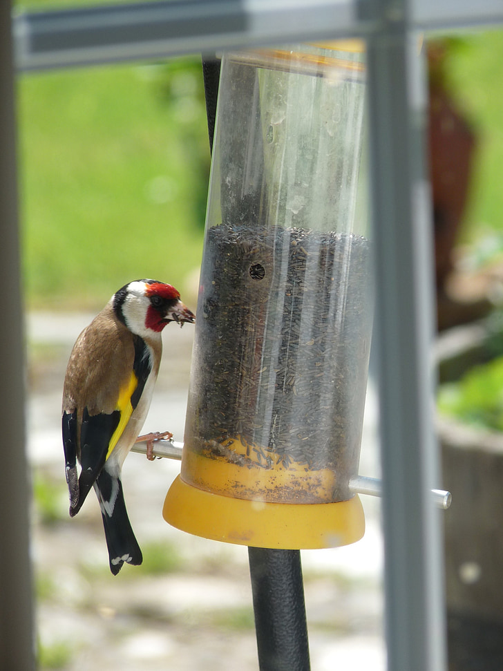 bird, goldfinch, wildlife, yellow, nature, wild, perched