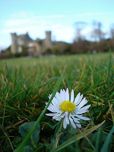flower, ireland, castle, grass, grounds, sky, green