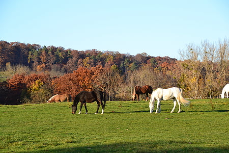 το φθινόπωρο, πτώση, άλογο, φθινοπωρινά φύλλα, φυσικό, δέντρο