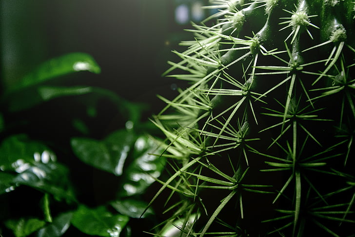 cactus, espina, verde, planta, decoraciones, plantas en maceta, escritorio