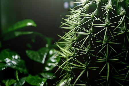 kaktus, Thorn, grøn, plante, dekorationer, Potteplanter, Desktop
