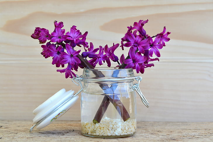 gėlės, hiacintas, violetinė, stiklainis, Dekoratyvinis stiklas, Vaza, medienos