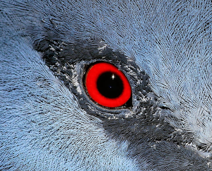 oog, macro, vogel, ventilator-doven, sluiten, Close-up, natuur