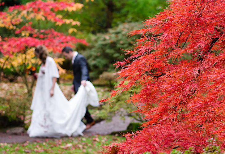 blur, blurred, bride, colorful, fauna, groom, leaves