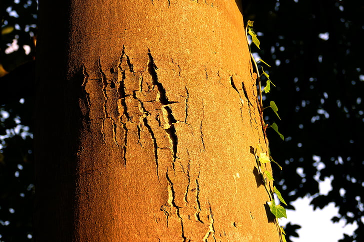 tree, bark, trunk