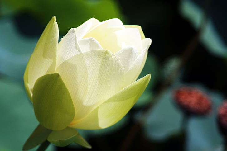 Lotus, latawiec, kwiaty, paznokci