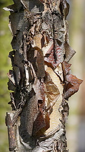 pohon, kulit, struktur, batang pohon, kulit pohon, Birch, perak