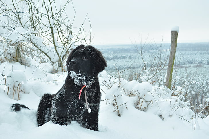 개, 겨울, 동물, czworonów, 스페이서, 눈, 강아지