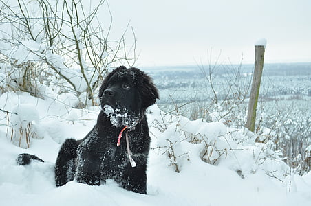 собака, Зима, животное, czworonów, Распорка, снег, собачка