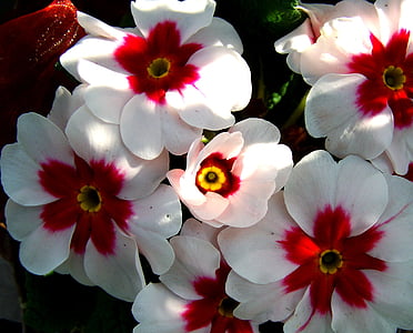 プリムローズ, 春, 自然, 花, 花びら, 工場, 頭花をつける