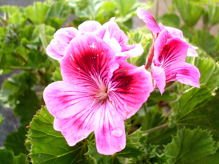 lila Blume, Geranie, Blumen, violett, lila, Garten, Natur
