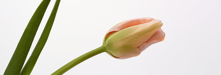 Tulipa, flor, flor, fulles, flor, primavera, tancar