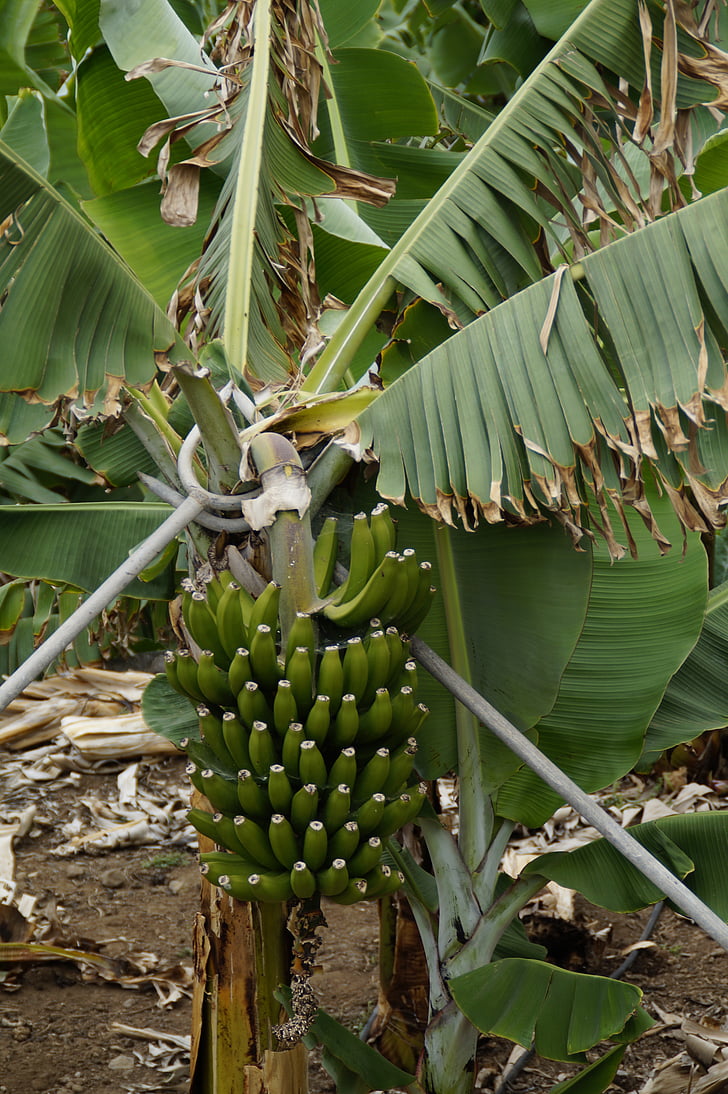 bananer, banan buske, bananplantage, banan, bananplantan, grön, frukt