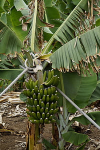banane, arbust de banane, plantatie de banane, banane, Planta banane, verde, fructe