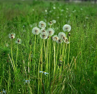 dandelions, dandelion, meadow, pointed flower, field, dandelion meadow, nature