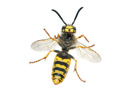 gul, Bee, Tysk geting, Vespula germanica, kvinna, arbetare, insekt