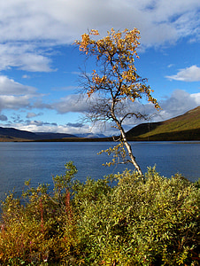 Laponia, Finlandés, naturaleza, otoño, la Laponia, Kilpisjärvi, abedul plateado