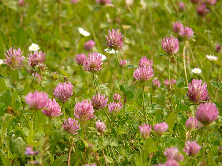 red clover, klee, pointed flower, fodder plant, pink, meadow, grass