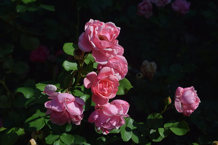 กุหลาบ, pinkrose, ดอกไม้