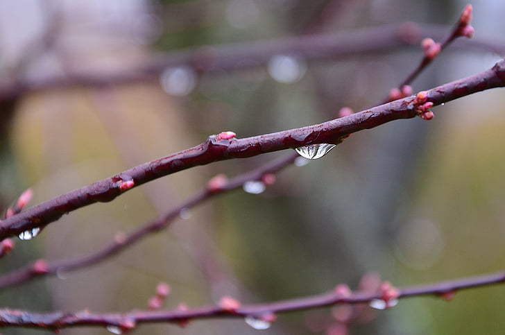 buds blood cherry, drop of water, spring, focus on foreground, day, twig, branch